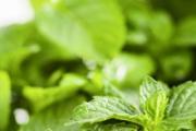 薄荷能除甲醛吗 什么植物洗甲醛最好