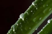 伤口愈合吃什么好得快 4种食物促进伤口愈合