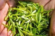 冬天喝什么茶最好养生 冬季喝什么茶叶比较好