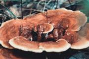 灵芝片泡水功效 灵芝泡水一次放多少片