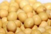黄豆有什么营养 黄豆功效与作用及禁忌