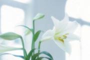 百合花的功效与作用