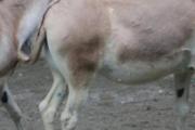 如何去除驴肉腥味 驴肉怎么做好吃