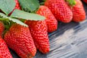 草莓的功效与营养 常吃草莓的好处和坏处