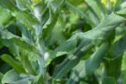 用来做粑粑的草叫什么 蒿子面用的蒿子是什么