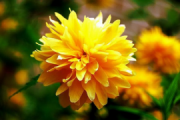 揭秘驱蚊草的秘密：驱蚊草=不驱蚊？