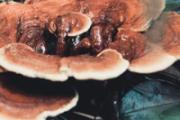 灵芝泡水喝多久才有效果 灵芝泡水喝多久停一下