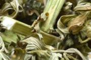 益母草可以治疗宫寒吗 宫寒可以喝益母草吗