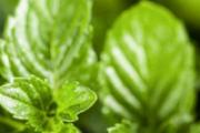 薄荷叶能和红枣一起泡水喝吗 大枣薄荷泡水的功效