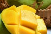 青色芒果怎样子才是烂了 青色芒果怎样算是熟了