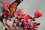 春分后面是什么节气 清明节温度怎么样