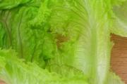 生菜不能和什么一起吃 生菜的做法