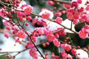 腊梅花茶有什么功效 腊梅花茶有什么禁忌