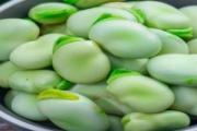 蚕豆是凉性还是热性 蚕豆什么人不能吃