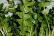 荠菜如何能保存时间长