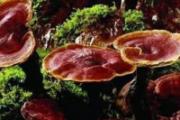 灵芝怎么吃效果最好 7种恰当的灵芝吃法