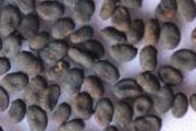 白癜风吃什么食物最好 6种食疗方你知道多少