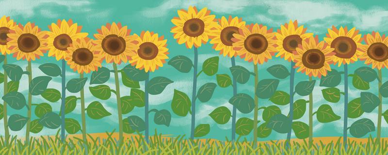 油葵能生吃吗 油葵生吃有什么好处 乐哈健康网