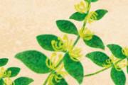 车前草和金钱草泡水喝有什么效果 金钱草还是车前草排石效果好