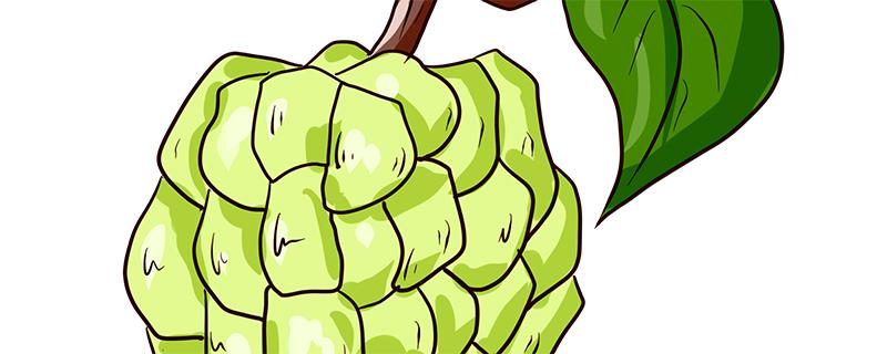 释迦果有些什么食用价值