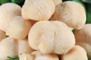 猴头菇养胃的食用方法 猴头菇怎么吃最养胃