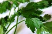 吃香菜的好处坏处