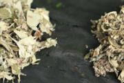 干艾草可以放在床头吗 经常闻艾草有好处吗