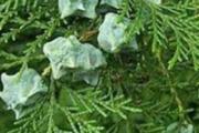 柏树籽还是柏壳做枕头 柏壳枕头可以治白发吗