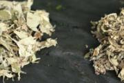 艾草晒干了为什么会苦 艾草的苦味怎么去除