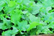 牛蒡茶孕妇能喝吗 牛蒡茶对孕妇有没有伤害