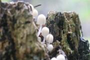 菌类食物中毒怎么办  菌类中毒多久有反应