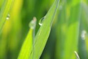 小麦草汁的功效与作用