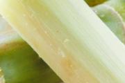 甘蔗切口变红切掉还可以吃吗 吃了一口发红的甘蔗怎么办