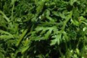 吃茼蒿有什么好处 不同吃法作用不同