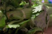 喝芹菜汁减肥多少合适 芹菜汁适合哪些人群喝