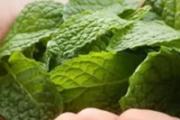 薄荷叶怎么吃减肥 每天一把燃脂降火