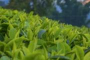 清明茶一般什么时候出来 喝清明茶有什么好处