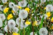 蒲公英根泡水可以天天喝吗
