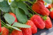 吃草莓皮肤会变好吗 吃草莓上火吗吃多了会怎样