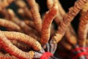 冬虫夏草高血压可以吃吗 冬虫夏草高血压患者怎么吃