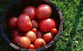 夏天吃什么水果不上火 这些水果都是降火小能