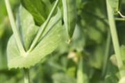 豌豆没炒熟有毒吗 豌豆有啥营养价值