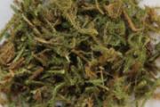 伸筋草的营养价值