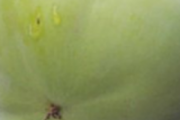 青柿子怎么用水泡脆甜 青柿子怎么腌制好吃