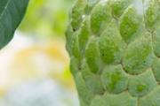 切开的生释迦怎么催熟 释迦果怎么看熟没熟