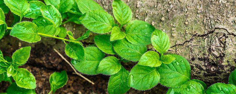 薄荷蜂蜜水怎么泡 薄荷蜂蜜水的功效