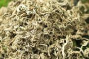 艾水洗头要不要再用清水洗 用艾草水洗头能去头皮屑吗