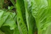 芥菜搭配什么好吃 新鲜芥菜的做法大全