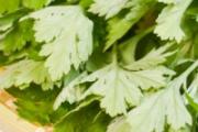 野艾蒿和艾草怎样分别 新鲜野艾蒿怎么吃