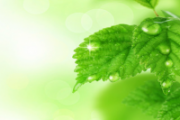 薄荷解暑，真凉假凉傻傻的分不清楚